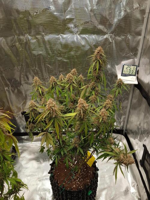 G Thumper Auto. Week 12 -  Ende Tag 79 nach 70 Stunden Licht