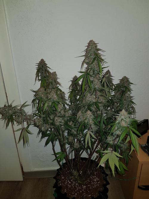 G Thumper Auto. Week 13