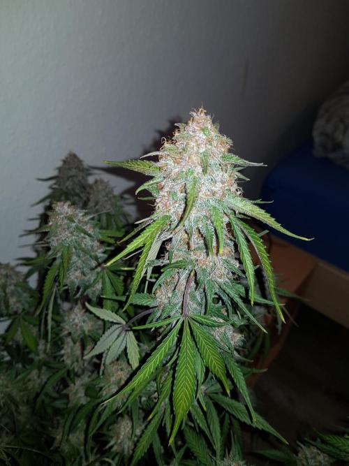 G Thumper Auto. Week 13