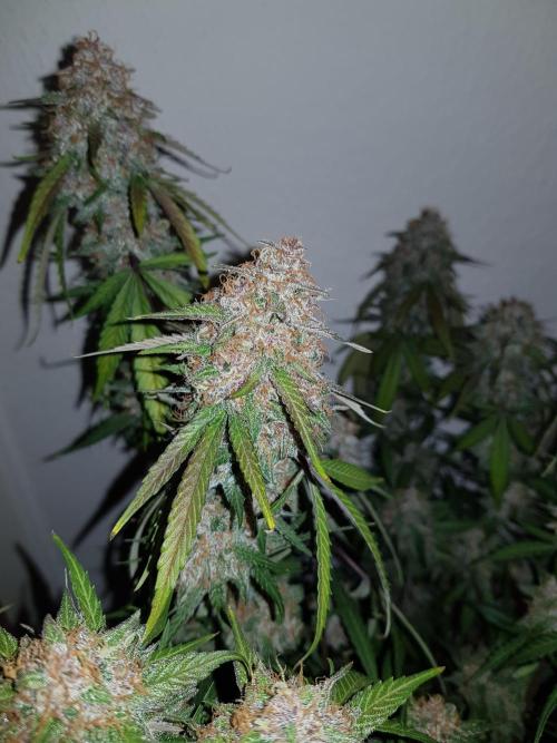 G Thumper Auto. Week 13