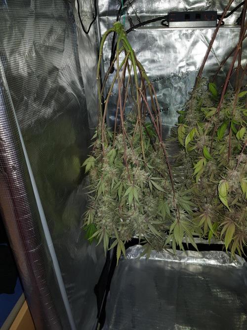 G Thumper Auto. Week 13