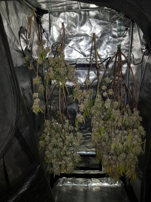 G Thumper Auto. Week 13