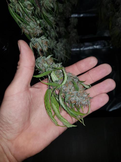 G Thumper Auto. Week 13