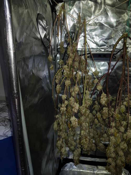G Thumper Auto. Week 13