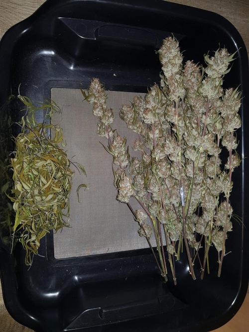 G Thumper Auto. Week 13