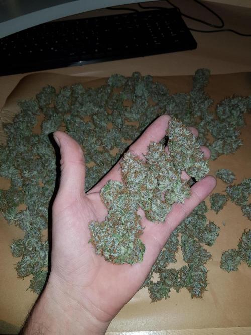 G Thumper Auto. Week 13