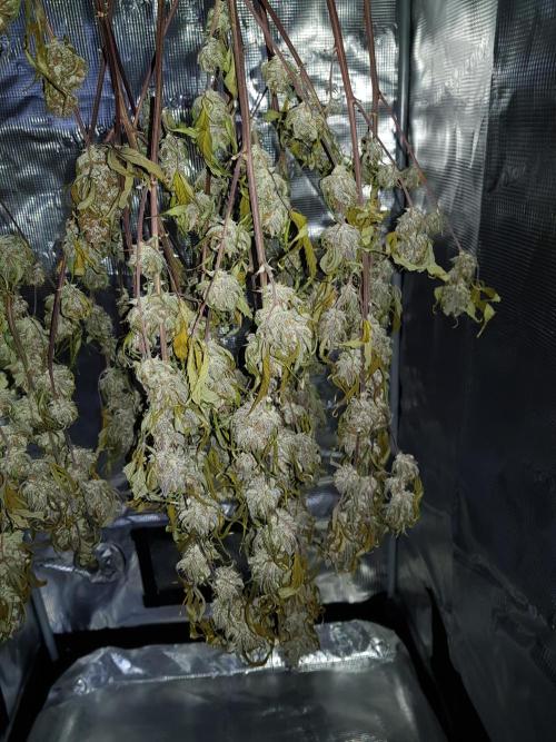 G Breath Auto. Week 12 - Ende der Grundtrocknung