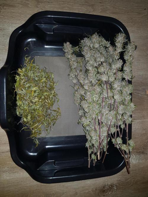 G Breath Auto. Week 12 - Restliche Blätter ohne Zucker entfernt