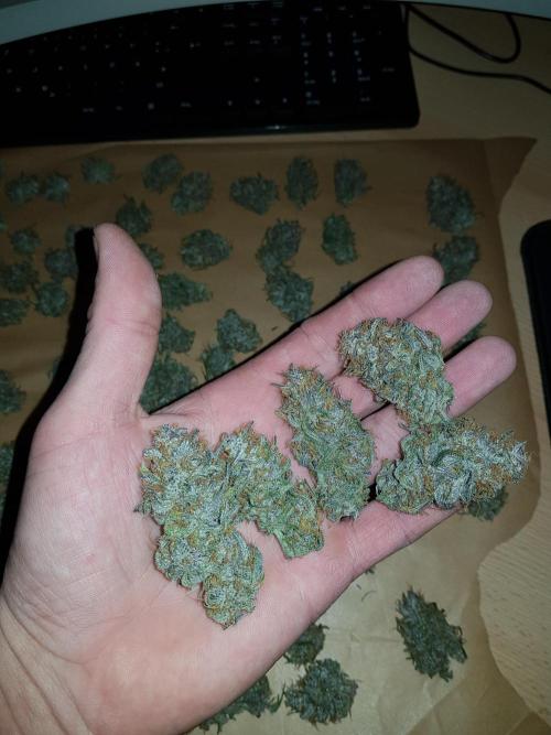 G Breath Auto. Week 12 - Meine schönsten Buds nach den Trimm