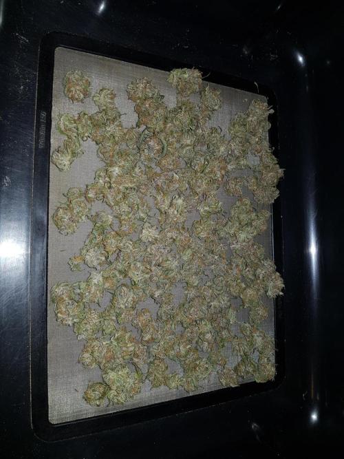 G Breath Auto. Week 12 - Popcorn Buds die ich dann zu Hasch verarbeite 