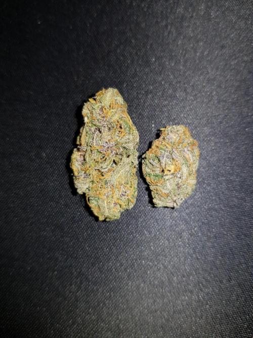 G Breath Auto. Week 12