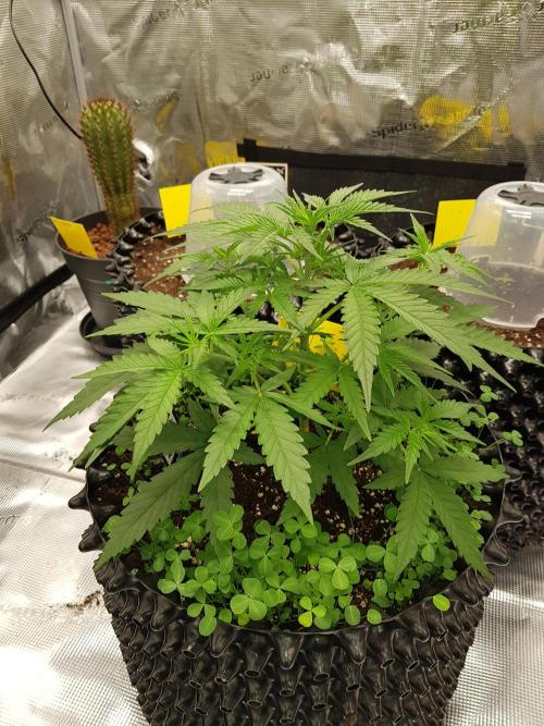 BubbleGum Auto. Week 5 - Woche 5 Tag 30