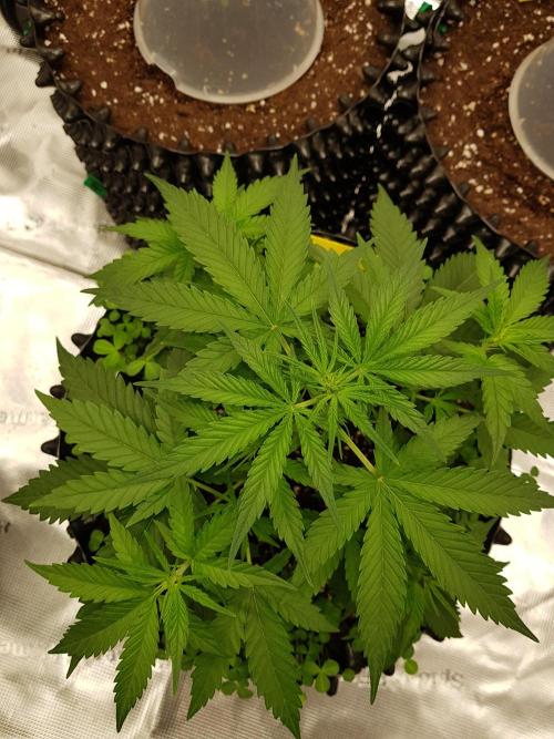 BubbleGum Auto. Week 5 - Woche 5 Tag 30 