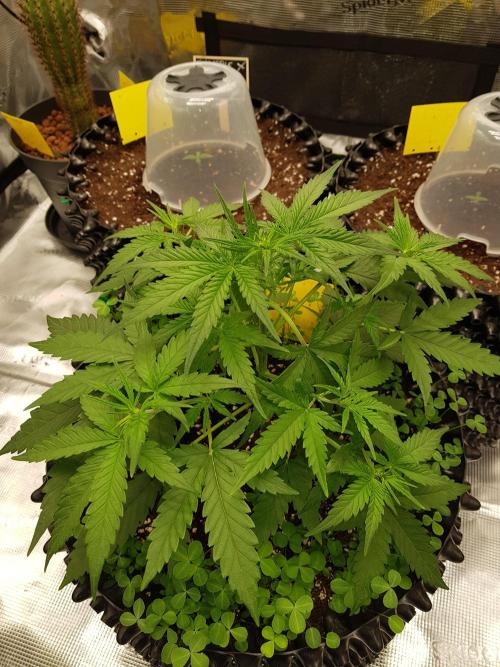 BubbleGum Auto. Week 5 - Woche 5 Tag 30