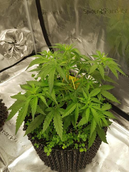 BubbleGum Auto. Week 5 - Woche 5 Tag 32