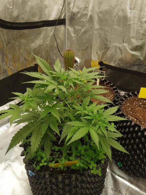BubbleGum Auto. Week 5 - Woche 5 Tag 33