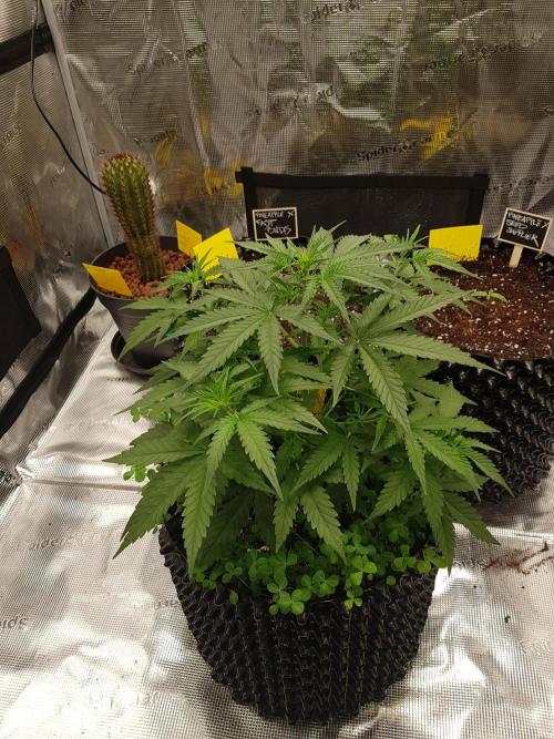 BubbleGum Auto. Week 5 - Woche 5 Tag 33