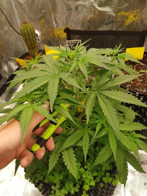BubbleGum Auto. Week 5 - Woche 5 Tag 33 Ich entferne 4 große Blätter...