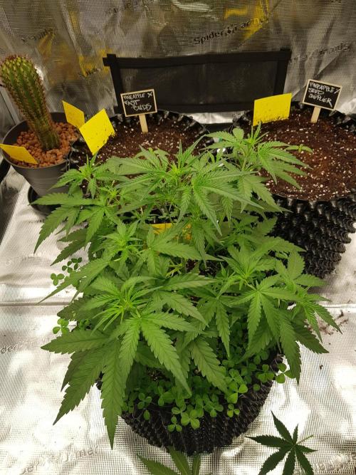 BubbleGum Auto. Week 5 - Woche 5 Tag 33 ...jetzt kann mehr Licht auf die Seitentriebe