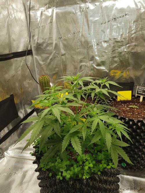 BubbleGum Auto. Week 5 - Woche 5 Tag 33