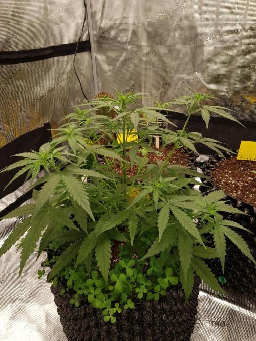BubbleGum Auto. Week 5 - Woche 5 Tag 35