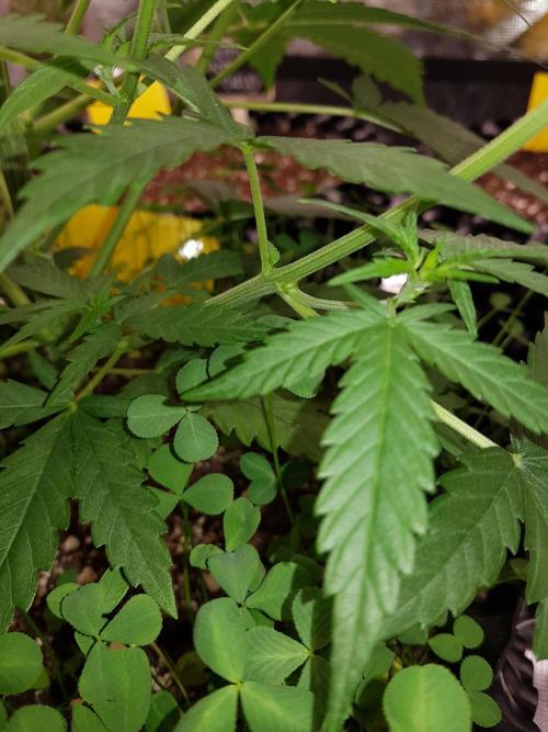 BubbleGum Auto. Week 5 - Woche 5 Tag 35 Die Triebe kommen nie nach oben, also weg damit