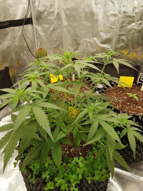 BubbleGum Auto. Week 5 - Woche 5 Tag 35