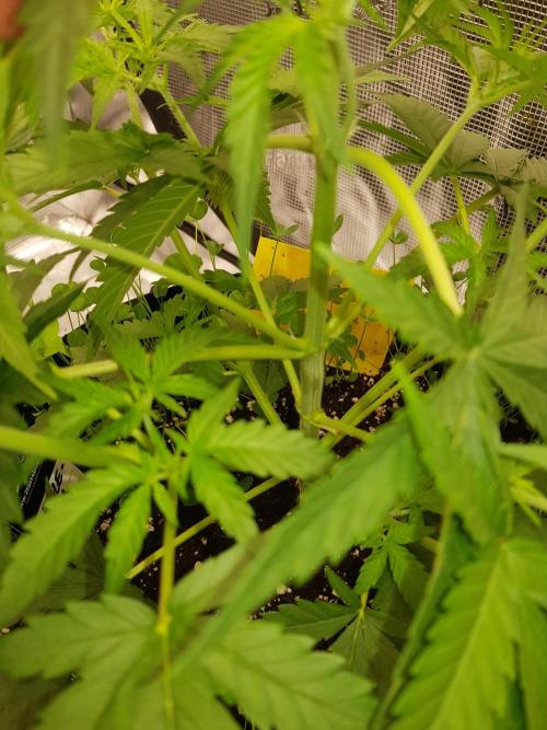 BubbleGum Auto. Week 5 - Woche 5 Tag 32 Das erste "super cropping" hat sich schon regeneriert