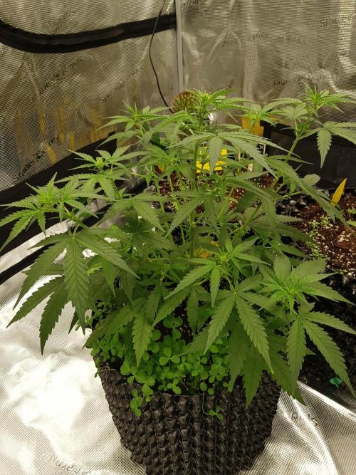 BubbleGum Auto. Week 6 - Tag 36