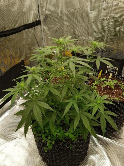BubbleGum Auto. Week 6 - Tag 38