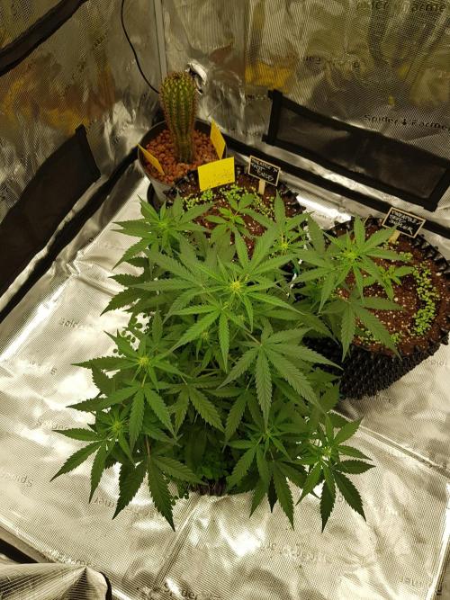 BubbleGum Auto. Week 6 - Tag 38