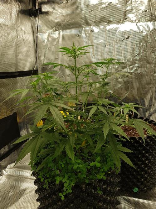 BubbleGum Auto. Week 6 - Tag 38