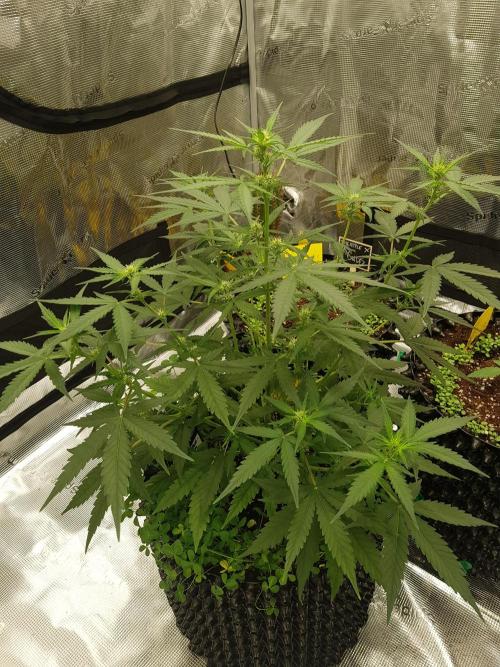 BubbleGum Auto. Week 6 - Tag 39