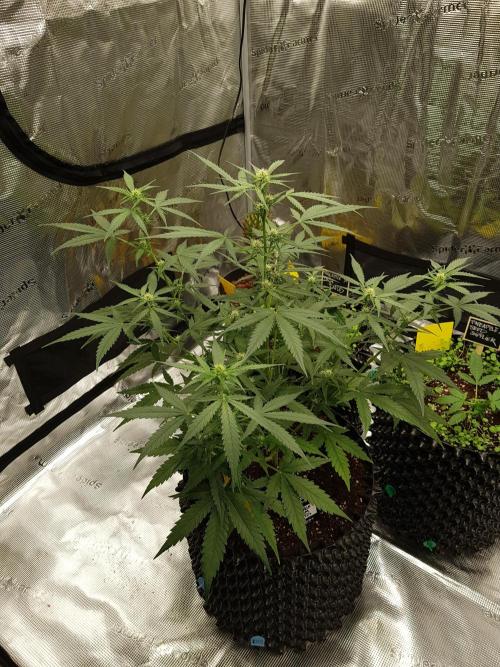 BubbleGum Auto. Week 6 - Tag 42