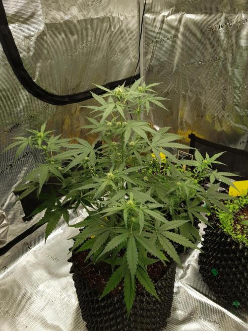 BubbleGum Auto. Week 6 - Tag 42