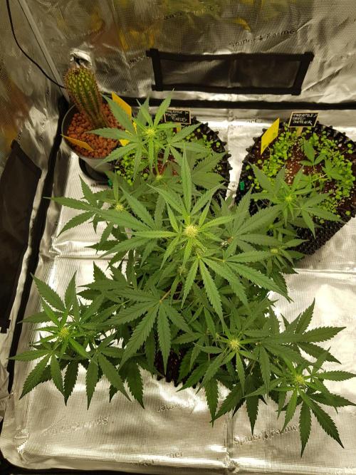 BubbleGum Auto. Week 6 - Tag 42