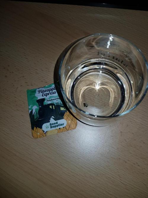 Pineapple Express Auto - Breeder Test. Week 0 - Tag 1 Pineapple Express Auto von Seed Supplier