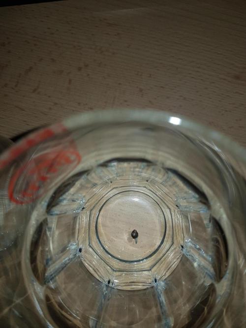 Pineapple Express Auto - Breeder Test. Week 0 - Tag 3 Pineapple Express Auto von Fast Buds
