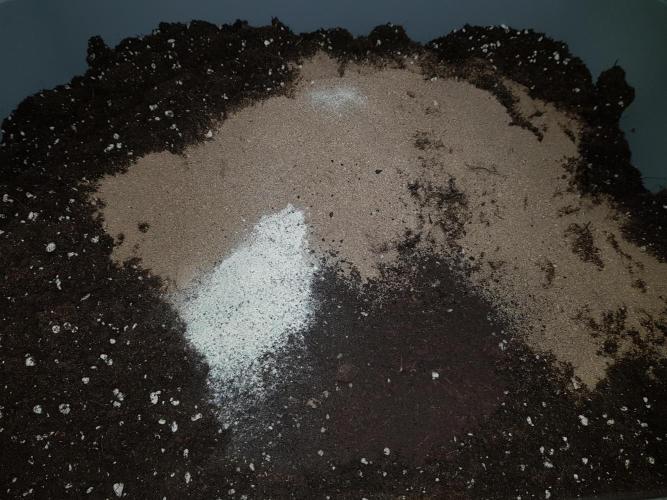 Pineapple Express Auto - Breeder Test. Week 0 - Tag 3 Erde anmischen