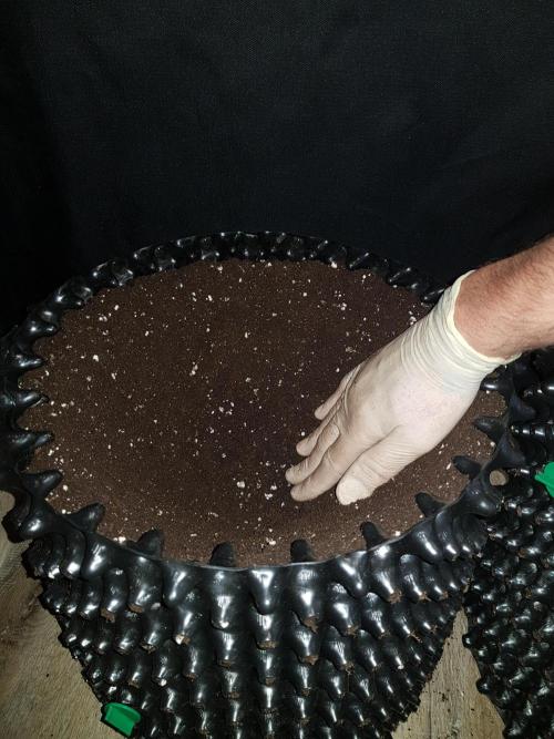 Pineapple Express Auto - Breeder Test. Week 0 - Tag 3 Ein Faust tiefes Loch lassen und mit Light Mix gefüllt