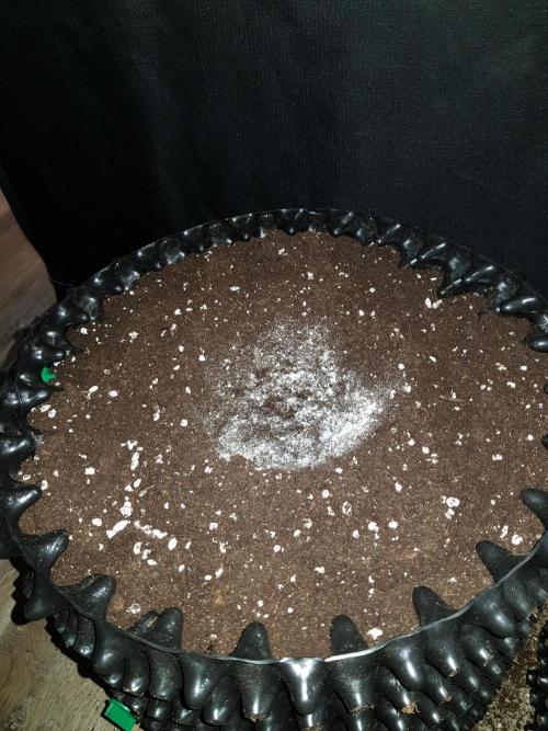 Pineapple Express Auto - Breeder Test. Week 0 - Tag 3 Nochmal ein kleines gemacht und Mykorrhiza bestreut
