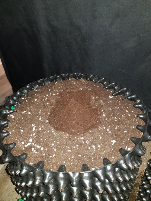 Pineapple Express Auto - Breeder Test. Week 0 - Tag 3 Und das Loch mit Cocos Substrat bedeckt