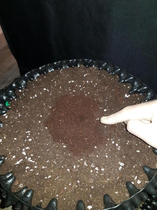 Pineapple Express Auto - Breeder Test. Week 0 - Tag 3 Ein kleines 2cm tiefes Loch für den Samen