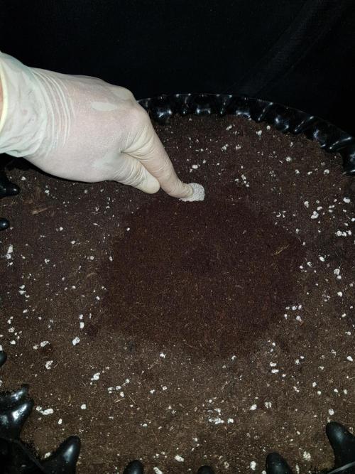 Pineapple Express Auto - Breeder Test. Week 0 - Tag 3 Und den ersten Bio Tab dazu