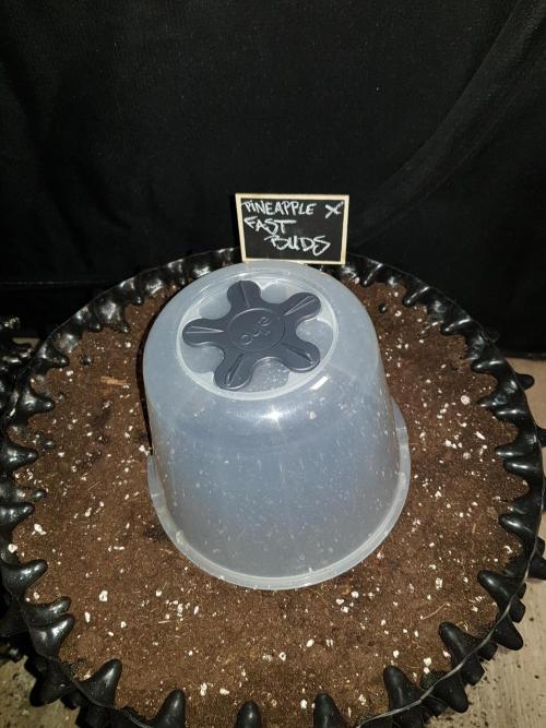 Pineapple Express Auto - Breeder Test. Week 0 - Tag 3 Und ab unter die Haube..
