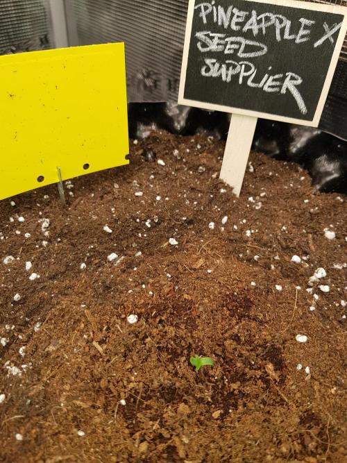 Pineapple Express Auto - Breeder Test. Week 1 - Tag 2