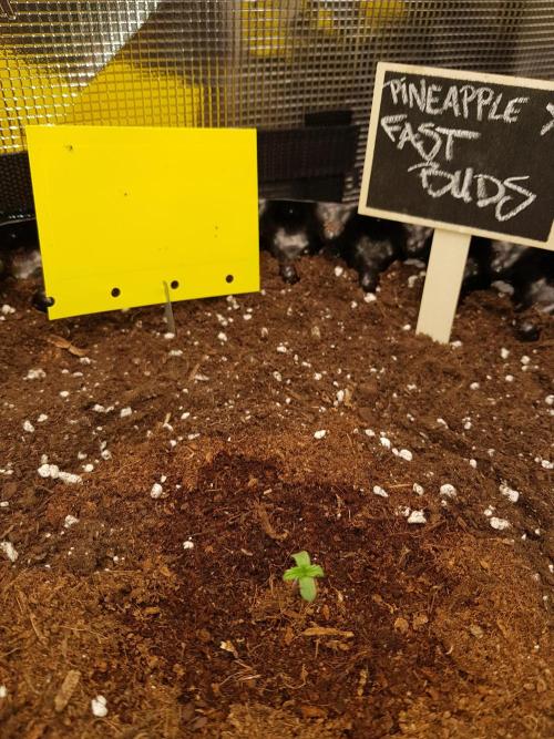 Pineapple Express Auto - Breeder Test. Week 1 - Tag 2