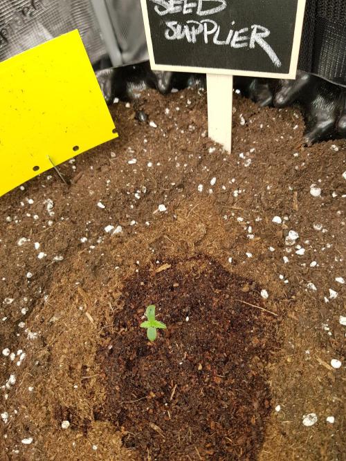 Pineapple Express Auto - Breeder Test. Week 1 - Tag 4