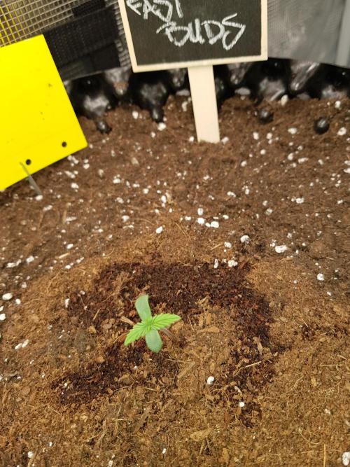 Pineapple Express Auto - Breeder Test. Week 1 - Tag 4
