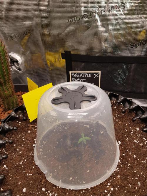 Pineapple Express Auto - Breeder Test. Week 1 - Tag 4 Ich sprühe Wasser in die Kuppeln damit die...